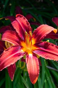 Preview wallpaper daylily, flowers, petals, leaves, plants
