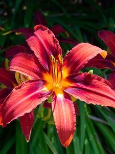 Preview wallpaper daylily, flowers, petals, leaves, plants