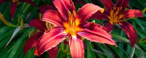Preview wallpaper daylily, flowers, petals, leaves, plants