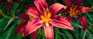 Preview wallpaper daylily, flowers, petals, leaves, plants
