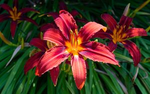 Preview wallpaper daylily, flowers, petals, leaves, plants