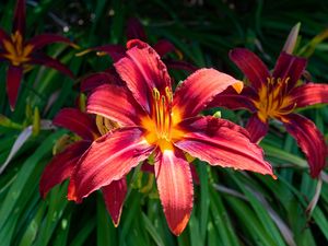 Preview wallpaper daylily, flowers, petals, leaves, plants