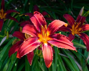 Preview wallpaper daylily, flowers, petals, leaves, plants