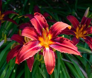 Preview wallpaper daylily, flowers, petals, leaves, plants