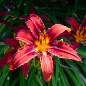 Preview wallpaper daylily, flowers, petals, leaves, plants