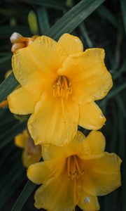 Preview wallpaper daylily, flowers, petals, yellow