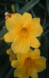 Preview wallpaper daylily, flowers, petals, yellow