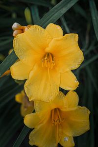 Preview wallpaper daylily, flowers, petals, yellow