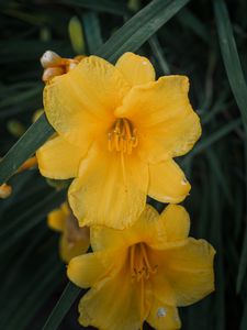 Preview wallpaper daylily, flowers, petals, yellow