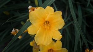 Preview wallpaper daylily, flowers, petals, yellow