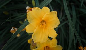 Preview wallpaper daylily, flowers, petals, yellow