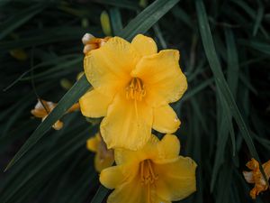 Preview wallpaper daylily, flowers, petals, yellow