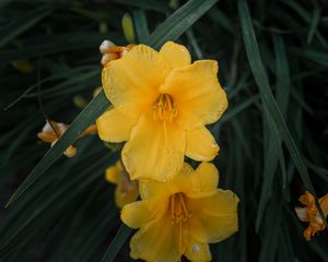 Preview wallpaper daylily, flowers, petals, yellow