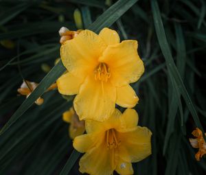 Preview wallpaper daylily, flowers, petals, yellow