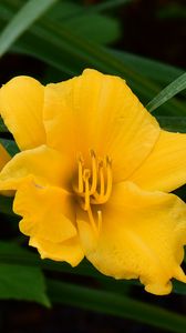 Preview wallpaper daylily, flowers, petals, macro, yellow