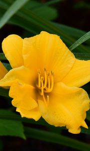 Preview wallpaper daylily, flowers, petals, macro, yellow