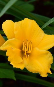 Preview wallpaper daylily, flowers, petals, macro, yellow