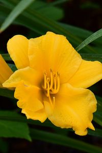 Preview wallpaper daylily, flowers, petals, macro, yellow