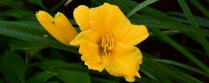 Preview wallpaper daylily, flowers, petals, macro, yellow