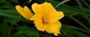 Preview wallpaper daylily, flowers, petals, macro, yellow