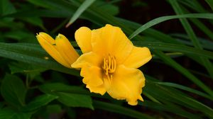 Preview wallpaper daylily, flowers, petals, macro, yellow