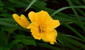 Preview wallpaper daylily, flowers, petals, macro, yellow