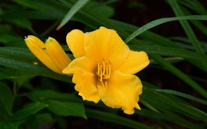 Preview wallpaper daylily, flowers, petals, macro, yellow