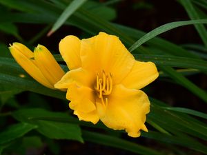 Preview wallpaper daylily, flowers, petals, macro, yellow