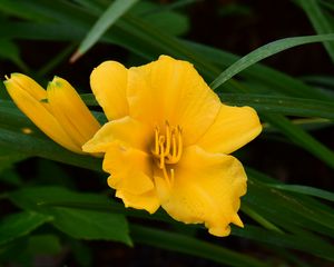 Preview wallpaper daylily, flowers, petals, macro, yellow