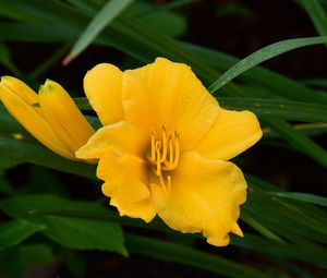 Preview wallpaper daylily, flowers, petals, macro, yellow