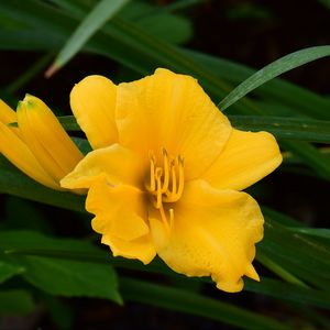 Preview wallpaper daylily, flowers, petals, macro, yellow