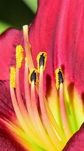 Preview wallpaper daylily, pollen, flower, pink, macro