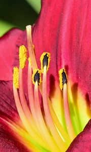 Preview wallpaper daylily, pollen, flower, pink, macro