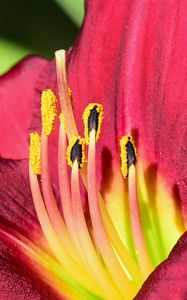 Preview wallpaper daylily, pollen, flower, pink, macro