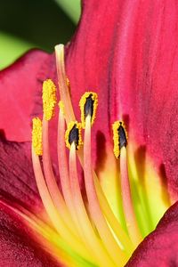 Preview wallpaper daylily, pollen, flower, pink, macro