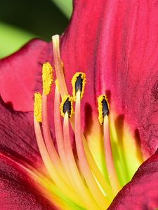 Preview wallpaper daylily, pollen, flower, pink, macro