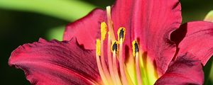 Preview wallpaper daylily, pollen, flower, pink, macro