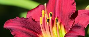 Preview wallpaper daylily, pollen, flower, pink, macro