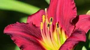 Preview wallpaper daylily, pollen, flower, pink, macro