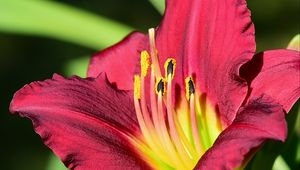 Preview wallpaper daylily, pollen, flower, pink, macro