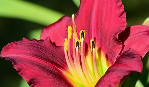 Preview wallpaper daylily, pollen, flower, pink, macro