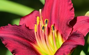 Preview wallpaper daylily, pollen, flower, pink, macro