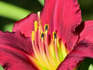 Preview wallpaper daylily, pollen, flower, pink, macro