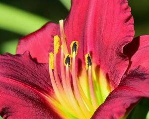 Preview wallpaper daylily, pollen, flower, pink, macro