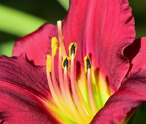 Preview wallpaper daylily, pollen, flower, pink, macro