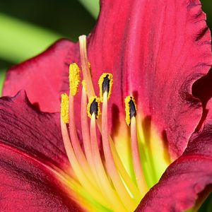 Preview wallpaper daylily, pollen, flower, pink, macro