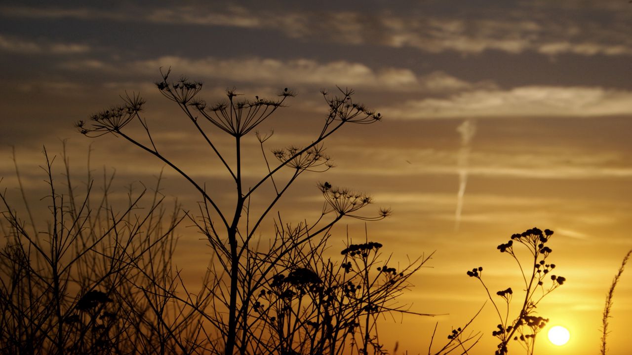 Wallpaper decline, evening, grass, field, silhouettes