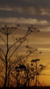 Preview wallpaper decline, evening, grass, field, silhouettes