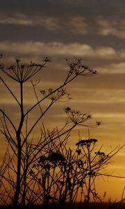 Preview wallpaper decline, evening, grass, field, silhouettes