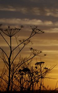 Preview wallpaper decline, evening, grass, field, silhouettes